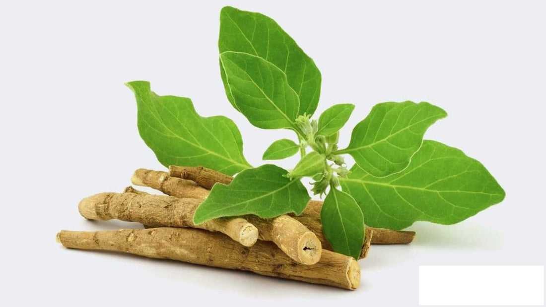 10 Reasons Why You Should Drink Ashwagandha Leaf Juice