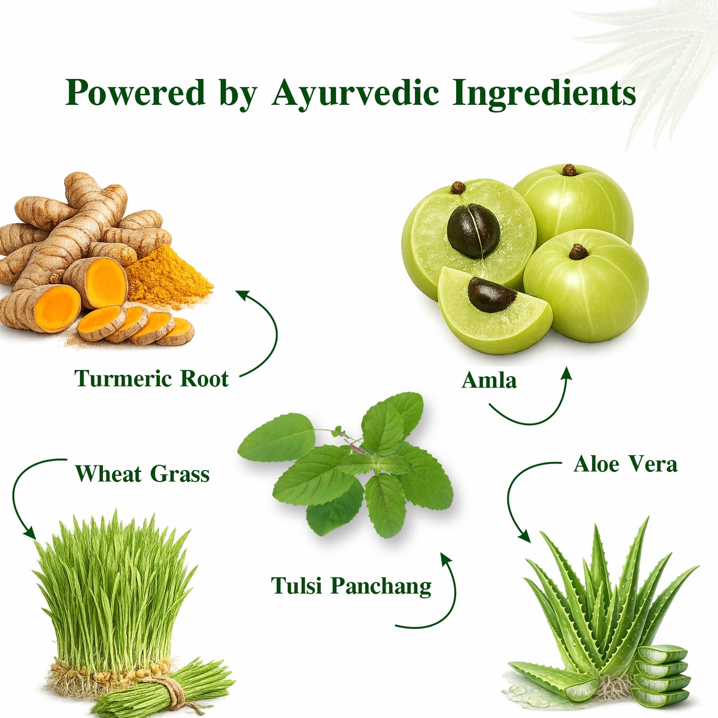 Axiom Jeevan Ras Aloevera Amla Juice